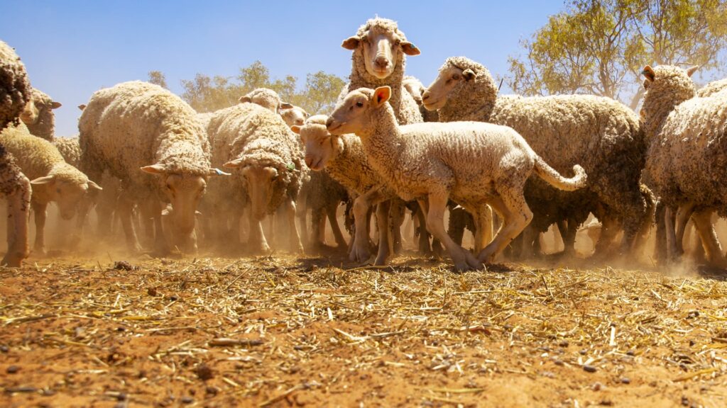 Australia has too many sheep – and farmers are giving them away for free