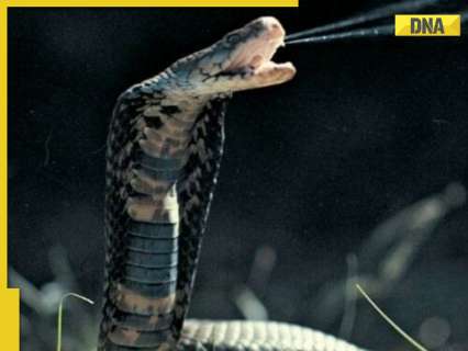 Blood thinner may revolutionise cobra bite treatment in India