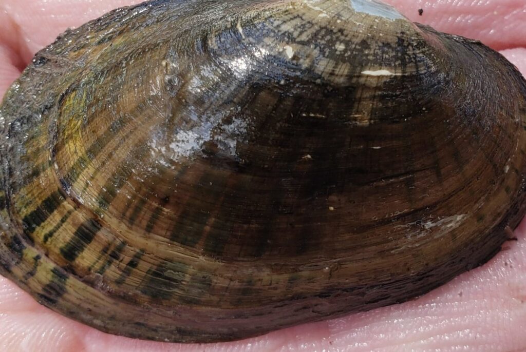 Texas Attorney General Ken Paxton sues Biden administration over listing freshwater mussels as endangered