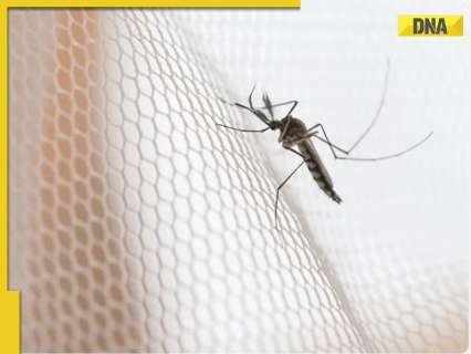 Delhi reports record high chikungunya, malaria cases in 5 years