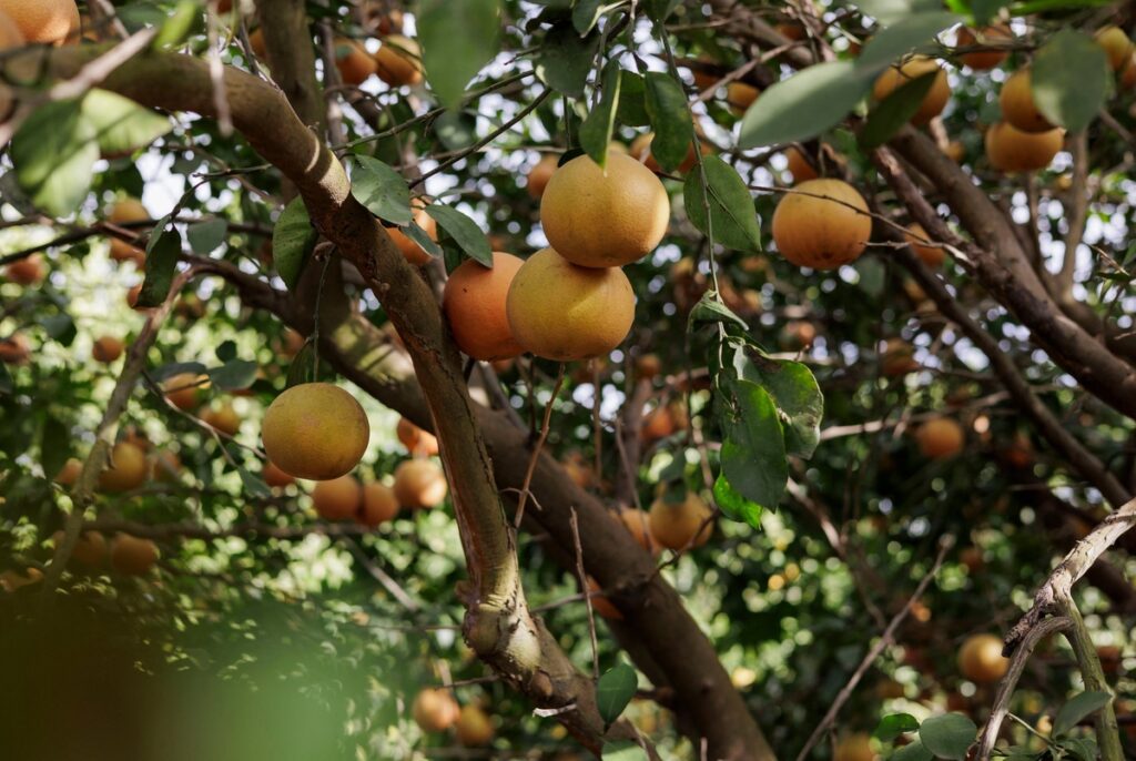 Texas’ citrus industry — once an agricultural powerhouse — is on the brink of disaster