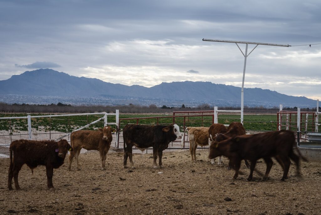 Mexican cattle banned from Texas due to screwworm threat