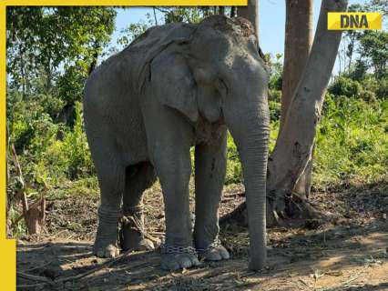 Anant Ambani’s Vantara to offer chain-free haven for 20 elephants rescued from exploitative logging industry