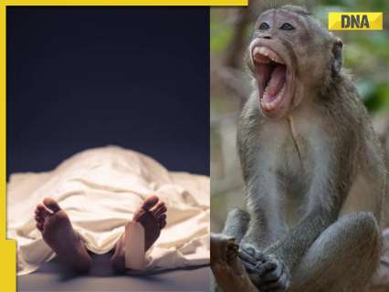 SHOCKING: Class 10 student dies after being pushed by monkey from rooftop