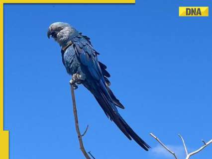 Vantara partners with ACTP to reintroduce 41 extinct-in-the-wild Spix’s Macaws in Brazil