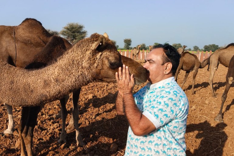 India’s disappearing camels: How a law to save them is wiping them out