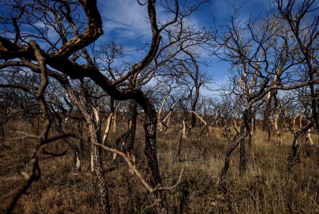 Bills seek to improve state’s response to wildfires a year after devastation in Panhandle