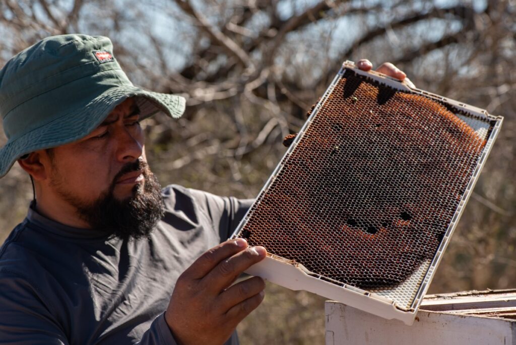 A surge in bee deaths is hurting Texas beekeepers — and could affect the price of produce