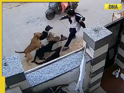 18-year-old girl attacked by nearly 10 stray dogs in Rajasthan’s Alwar in viral video; WATCH